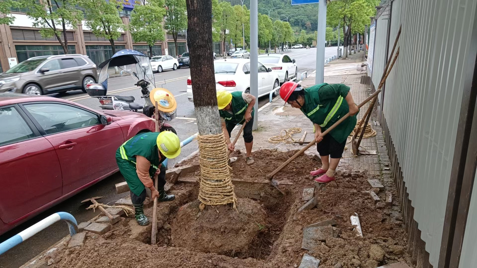 垫江县松林小学校幼儿园新建工程苗木移植移栽